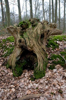 Click image for larger version. 

Name:	tree face.jpg 
Views:	170 
Size:	88.8 KB 
ID:	853