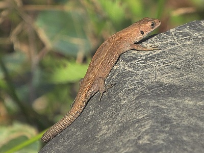 Click image for larger version. 

Name:	Common Lizard 3.jpg 
Views:	241 
Size:	97.0 KB 
ID:	13994