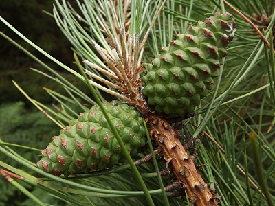 Click image for larger version. 

Name:	Pine Cones.jpg 
Views:	217 
Size:	99.3 KB 
ID:	13991