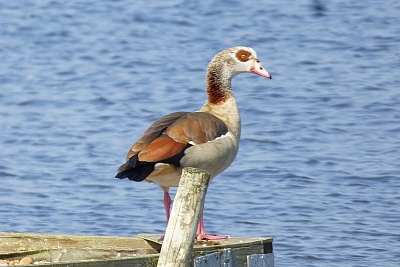 Click image for larger version. 

Name:	Egyptian Goose 1.jpg 
Views:	170 
Size:	93.9 KB 
ID:	13997