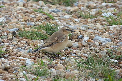 Click image for larger version. 

Name:	Wheatear 3.jpg 
Views:	165 
Size:	104.7 KB 
ID:	14000