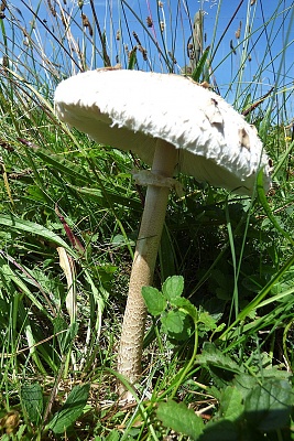 Click image for larger version. 

Name:	Shaggy Parasol.jpg 
Views:	221 
Size:	102.4 KB 
ID:	13977