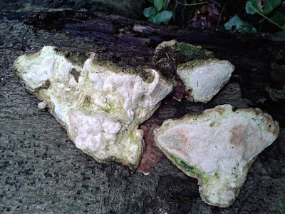 Click image for larger version. 

Name:	White_Fungus_on_Beech_Log_2[1].jpg 
Views:	292 
Size:	96.7 KB 
ID:	12495