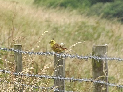 Click image for larger version. 

Name:	Yellowhammer 1.jpg 
Views:	169 
Size:	94.9 KB 
ID:	14016