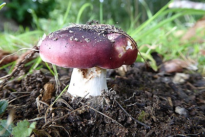 Click image for larger version. 

Name:	Russula Integra.jpg 
Views:	186 
Size:	101.3 KB 
ID:	13976