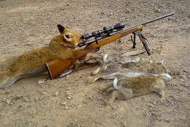 Name:  fox hunting.jpg
Views: 112
Size:  10.9 KB