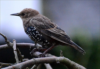 Click image for larger version. 

Name:	young-starling-2.jpg 
Views:	195 
Size:	96.1 KB 
ID:	9976
