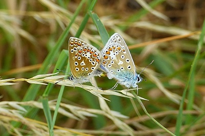 Click image for larger version. 

Name:	Common Blue - female and male.jpg 
Views:	186 
Size:	95.9 KB 
ID:	14010