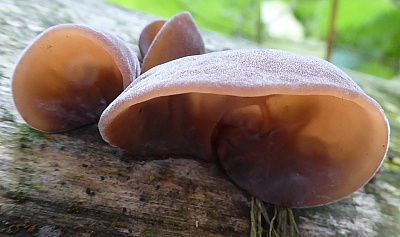 Click image for larger version. 

Name:	Jews Ear Fungus3.jpg 
Views:	123 
Size:	95.2 KB 
ID:	13882