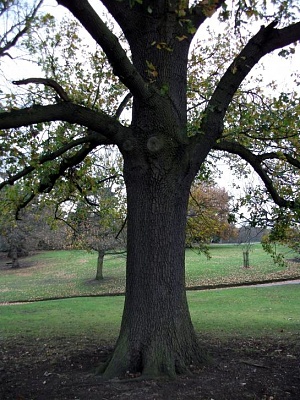 Click image for larger version. 

Name:	new tree.jpg 
Views:	110 
Size:	99.6 KB 
ID:	3099
