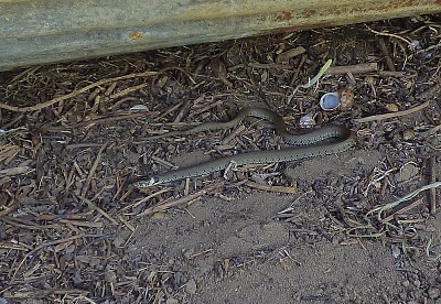 Click image for larger version. 

Name:	Grass Snake 1.jpg 
Views:	111 
Size:	97.6 KB 
ID:	13983