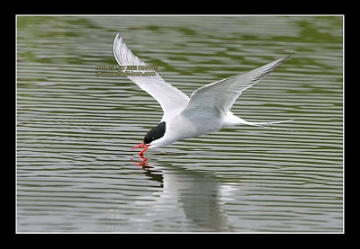 Click image for larger version. 

Name:	Bird-Alaska-Arctic-Tern-5374-1.jpg 
Views:	125 
Size:	58.1 KB 
ID:	8997