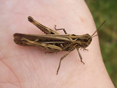 Click image for larger version. 

Name:	Field Grasshopper1.jpg 
Views:	148 
Size:	92.3 KB 
ID:	14012