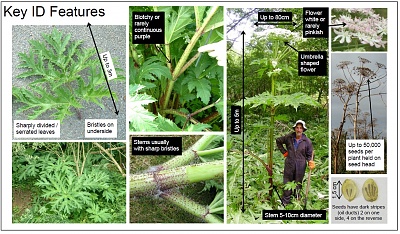Click image for larger version. 

Name:	Giant-Hogweed-ID-Sheet.jpg 
Views:	196 
Size:	102.8 KB 
ID:	13654