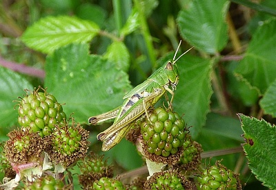 Click image for larger version. 

Name:	Meadow Grasshopper 2.jpg 
Views:	118 
Size:	98.7 KB 
ID:	13943