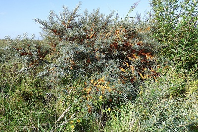 Click image for larger version. 

Name:	Sea Buckthorn 1.jpg 
Views:	171 
Size:	96.0 KB 
ID:	13998