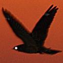 FarNightjar's Avatar