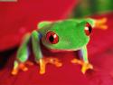 treefrog's Avatar